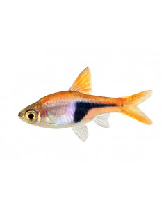 RASBORA ARLEQUIM, 2 - 2.5 CM
