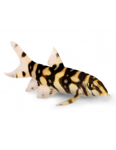 BOTIA PAQUISTANÊS, 3 - 4 CM