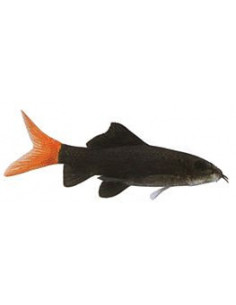 TUBARÃO BICOLOR, 4 - 5 CM