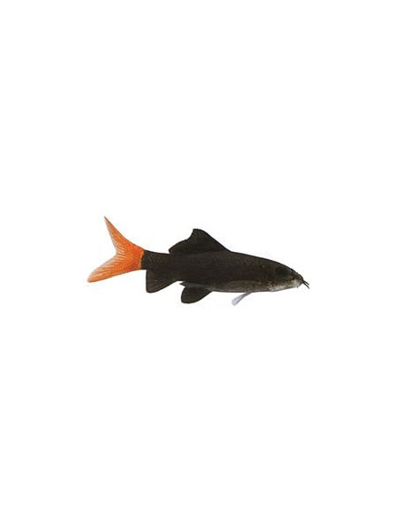TUBARÃO BICOLOR, 4 - 5 CM