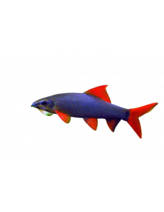TUBARÃO LABEO FRENATUS, 3 - 4 CM