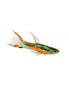 GUPPY MACHO ENDLER, 1.5 - 2 CM