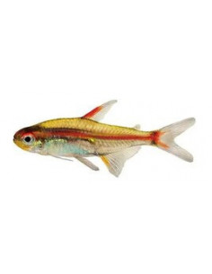 TETRA NÉON ROSA, 2.5 - 3 CM