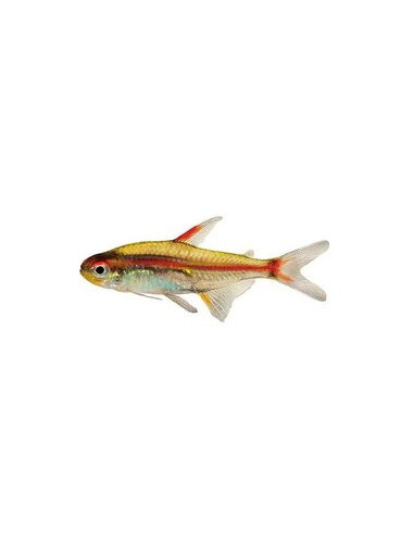 TETRA NÉON ROSA, 2.5 - 3 CM