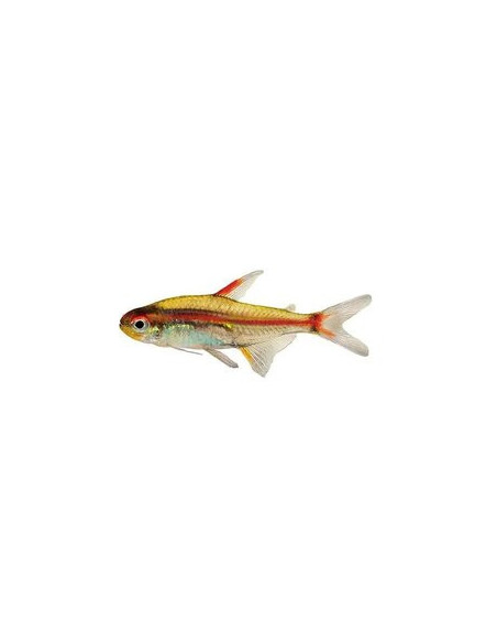 TETRA NÉON ROSA, 2.5 - 3 CM