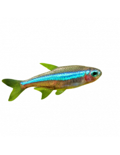 NÉON VERDE, 1.8 - 2 CM