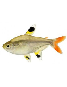 TETRA PRISTELA, 2 - 2.5 CM