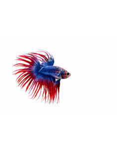 BETTA MACHO CROWNTAIL, 5 CM