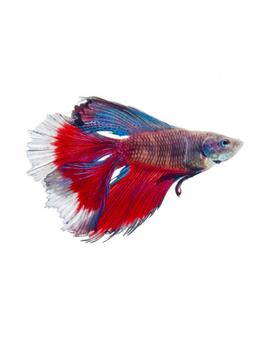 BETTA MACHO DOUBLE TAIL, 5-6 CM