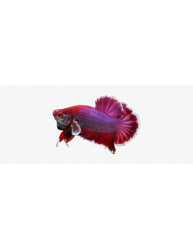 BETTA MACHO PLAKAT HALFMOON, XL