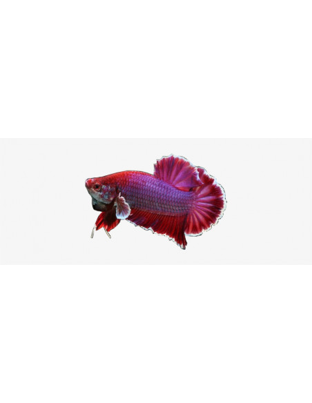 BETTA MACHO PLAKAT HALFMOON, XL