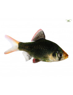 BARBO TIGRE 'VERDE' 1.5 - 2 CM