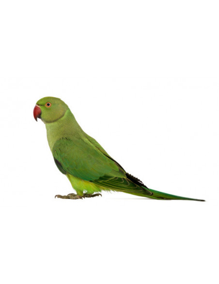 RING NECK VERDE Bébé