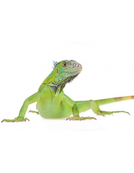 IGUANA VERDE BÉBÉ