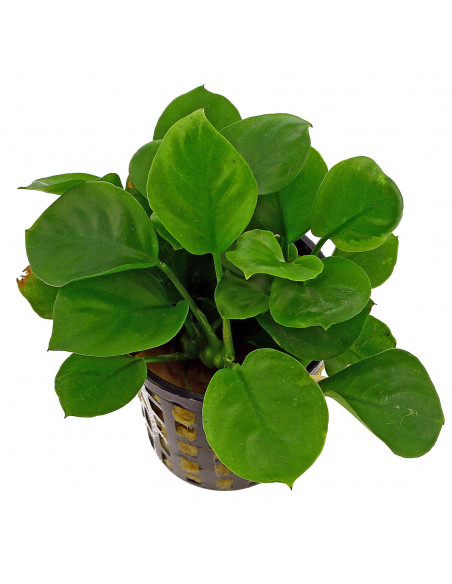 ANUBIAS BARTERI COIN LEAF