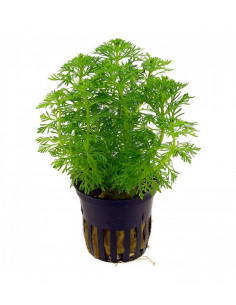 LIMNOPHILA SESSIFLORA