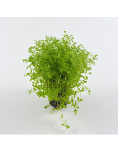 MICRANTHEMUM MICRANTHEMOIDES