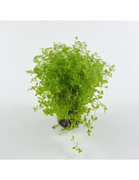 MICRANTHEMUM MICRANTHEMOIDES