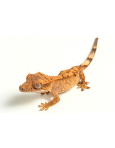 GECKO DE CRISTA