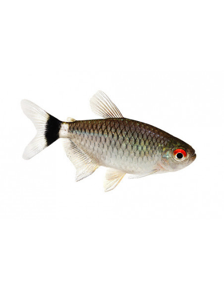 TETRA SANTA FILOMENA, 2 - 3 CM