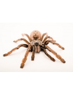 TARÂNTULA BABUÍNO DE MOÇAMBIQUE, 2 CM