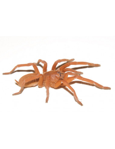 TARÂNTULA BABUÍNO LARANJA, 1.5 CM