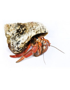 CARANGUEJO EREMITA TERRESTRE