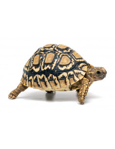TARTARUGA LEOPARDO