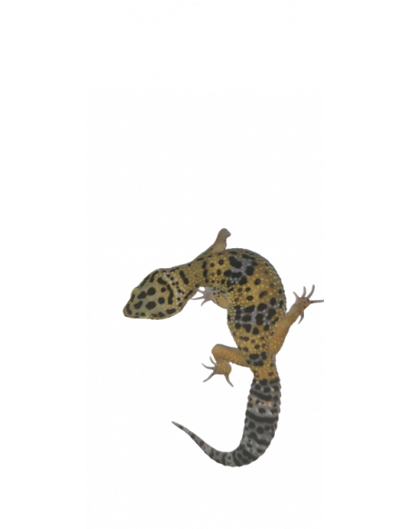 GECKO LEOPARDO 'TREMPER'