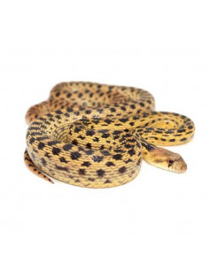 COBRA GOPHER DE SAN DIEGO 'ANNECTENS' Macho
