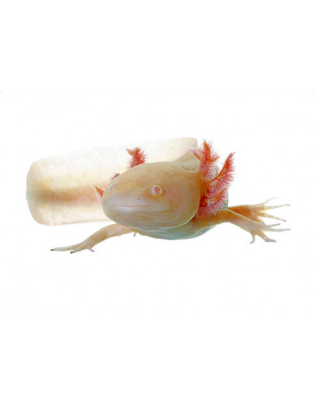 AXOLOTE ALBINO, 7 - 9 CM