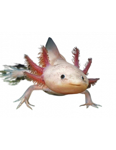 AXOLOTE LEUCÍSTICO, ADULTO +20 CM
