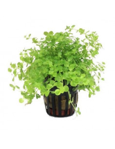 MICRANTHEMUM UMBROSUM