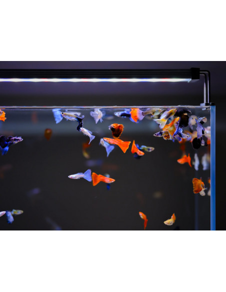 Twinstar Light 45B II Twinstar Light 45B II