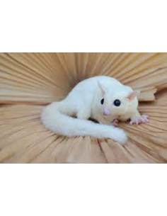 PETAURO DO AÇUCAR 'LEUCÍSTICO'