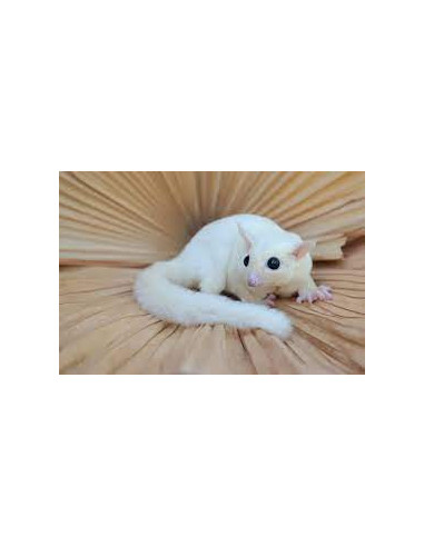 PETAURO DO AÇUCAR 'LEUCÍSTICO'