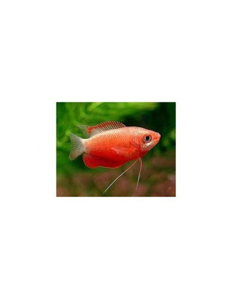 COLISA CHUNA VERMELHA, 4 - 5 CM