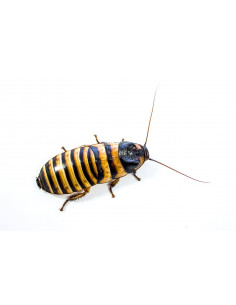 BARATA GIGANTE DE MADAGÁSCAR