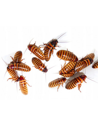 BARATA GIGANTE DE MADAGÁSCAR