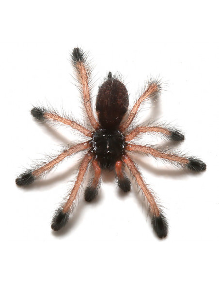 TARÂNTULA DE DEDOS ROSA, 1.5 CM