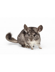 CHINCHILLA CINZENTA