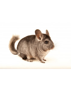 CHINCHILLA CINZENTA