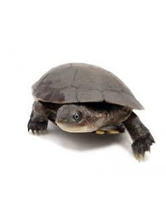 TARTARUGA DE CAPACETE AFRICANA