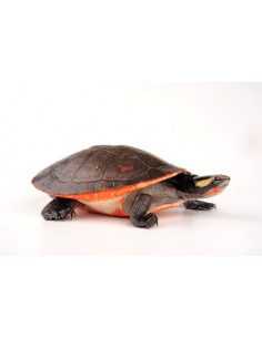 TARTARUGA PALHAÇO