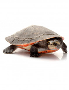 TARTARUGA PALHAÇO 2