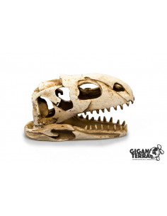 CRÂNIO DE DINOSSAURO - 19 x 8 x 11 cm