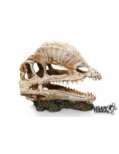 CRÂNIO DE DINOSSAURO - 19 x 9 x 14 cm