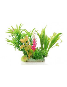 PLANTA DE AQUÁRIO - 12 CM