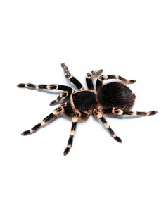 TARÂNTULA DE JOELHOS BRANCOS, 6.5 CM