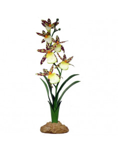 Planta Spider Orchid - 40 CM
